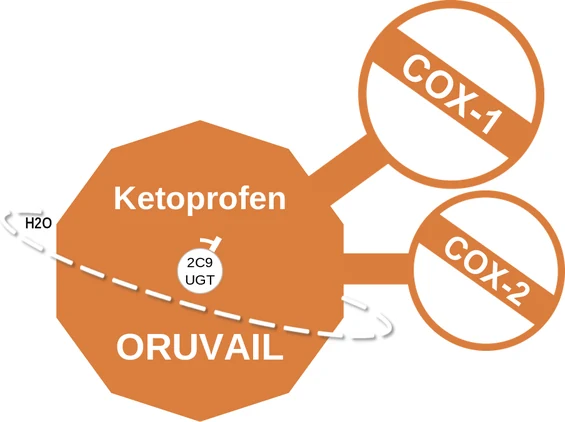 Ketoprofen ballicule: receptor binding, kinetics and half-life diagram