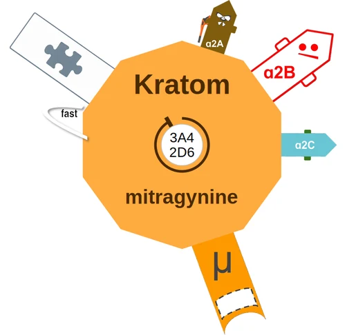 Kratom ballicule — decagon mechanism diagram