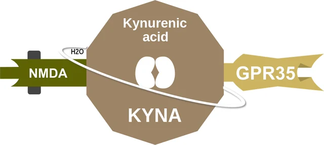Kynurenic acid ballicule — decagon mechanism diagram