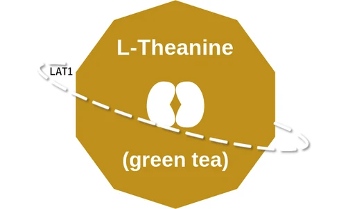 L-Theanine ballicule: receptor binding, kinetics and half-life diagram