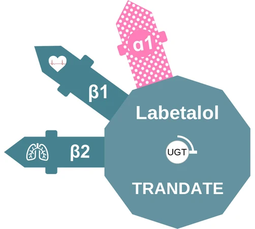 Labetalol ballicule — decagon mechanism diagram
