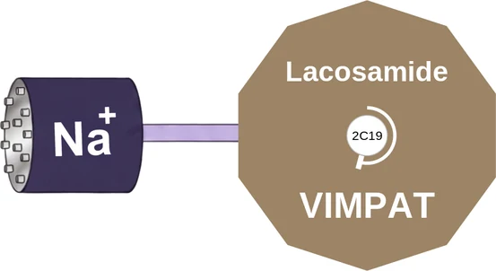 Lacosamide ballicule: receptor binding, kinetics and half-life diagram