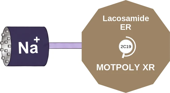 Lacosamide ER ballicule: receptor binding, kinetics and half-life diagram