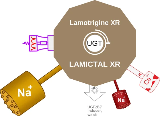 Lamotrigine XR ballicule: receptor binding, kinetics and half-life diagram
