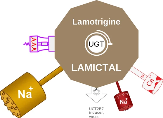 Lamotrigine ballicule — decagon mechanism diagram