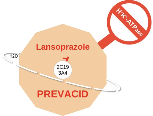 Lansoprazole ballicule — decagon mechanism diagram