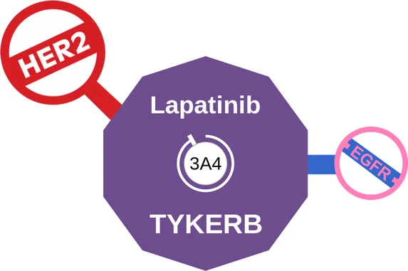 Lapatinib ballicule: receptor binding, kinetics and half-life diagram