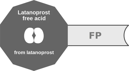 Latanoprost free acid ballicule — decagon mechanism diagram