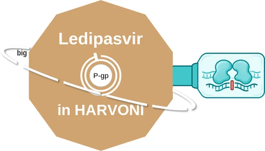 Ledipasvir ballicule: receptor binding, kinetics and half-life diagram