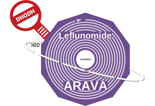 Leflunomide ballicule: receptor binding, kinetics and half-life diagram