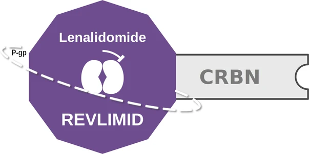 Lenalidomide ballicule: receptor binding, kinetics and half-life diagram