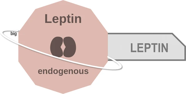 Leptin ballicule: receptor binding, kinetics and half-life diagram