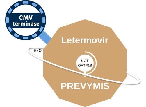 Letermovir ballicule: receptor binding, kinetics and half-life diagram