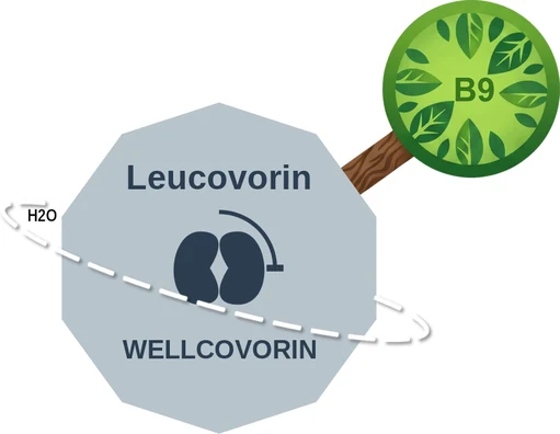 Leucovorin ballicule: receptor binding, kinetics and half-life diagram