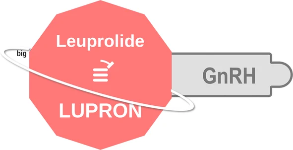 Leuprolide ballicule: receptor binding, kinetics and half-life diagram
