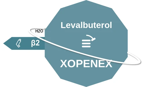 Levalbuterol ballicule: receptor binding, kinetics and half-life diagram