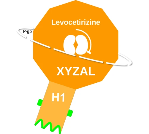 Levocetirizine ballicule — decagon mechanism diagram