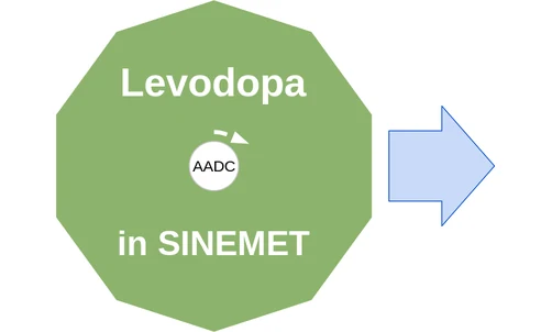 Levodopa ballicule: receptor binding, kinetics and half-life diagram