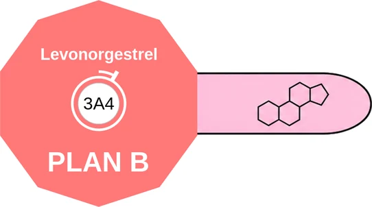 Levonorgestrel ballicule: receptor binding, kinetics and half-life diagram