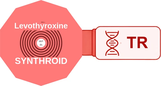 Levothyroxine ballicule — decagon mechanism diagram