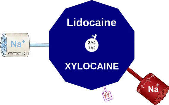 Lidocaine ballicule — decagon mechanism diagram