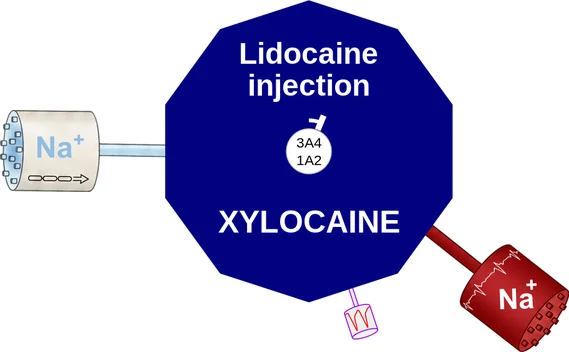 Lidocaine injection ballicule — decagon diagram of its receptor and enzyme targets