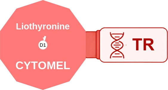 Liothyronine ballicule — decagon mechanism diagram