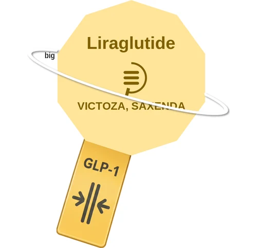 Liraglutide ballicule: receptor binding, kinetics and half-life diagram