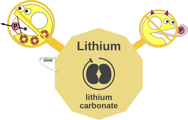 Lithium ballicule: receptor binding, kinetics and half-life diagram
