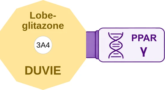 Lobeglitazone ballicule: receptor binding, kinetics and half-life diagram