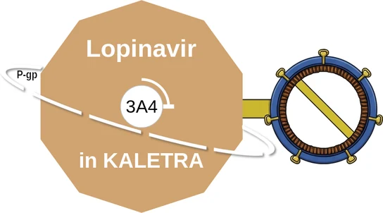 Lopinavir ballicule: receptor binding, kinetics and half-life diagram