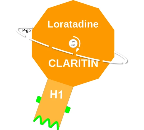 Loratadine ballicule: receptor binding, kinetics and half-life diagram