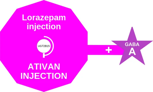 Lorazepam injection ballicule: receptor binding, kinetics and half-life diagram