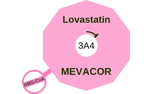 Lovastatin ballicule: receptor binding, kinetics and half-life diagram