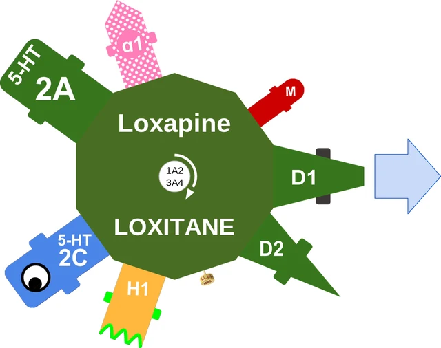 Loxapine ballicule — decagon mechanism diagram