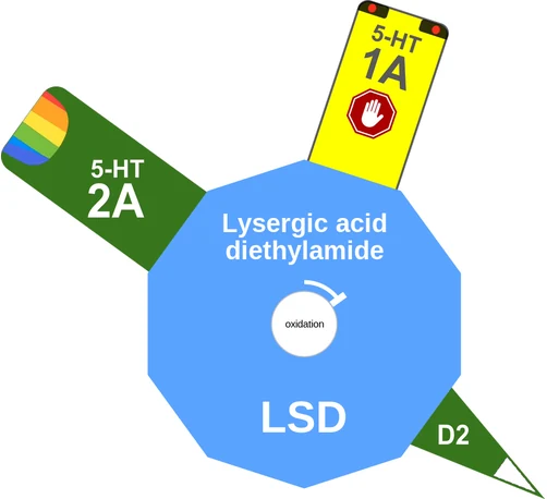 Lysergic acid diethylamide ballicule: receptor binding, kinetics and half-life diagram