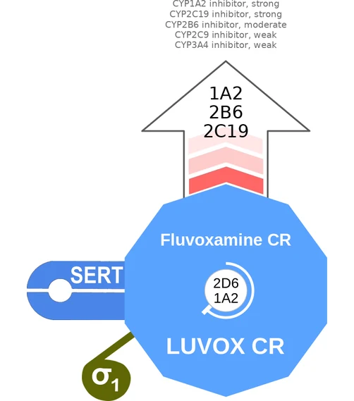 Fluvoxamine CR ballicule: receptor binding, kinetics and half-life diagram