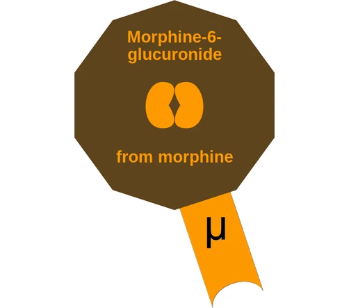 Morphine-6glucuronide ballicule — decagon mechanism diagram