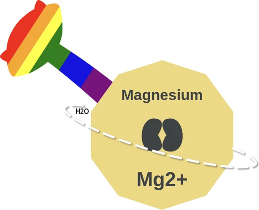 Magnesium ballicule: receptor binding, kinetics and half-life diagram