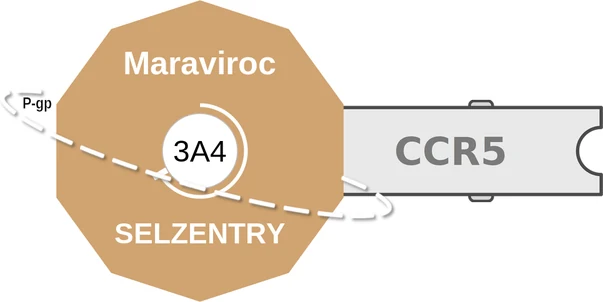 Maraviroc ballicule — decagon mechanism diagram