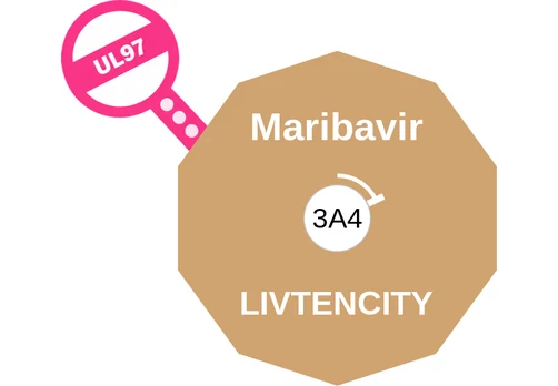 Maribavir ballicule: receptor binding, kinetics and half-life diagram