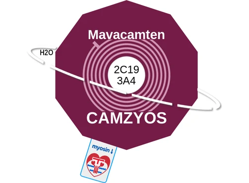 Mavacamten ballicule — decagon mechanism diagram
