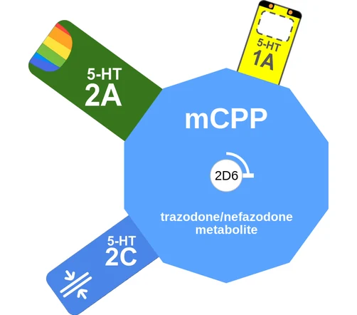 mCPP ballicule: receptor binding, kinetics and half-life diagram