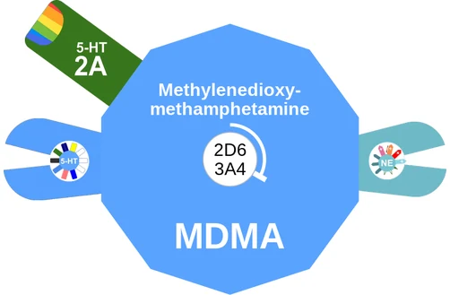 Methylenedioxy methamphetamine ballicule: receptor binding, kinetics and half-life diagram