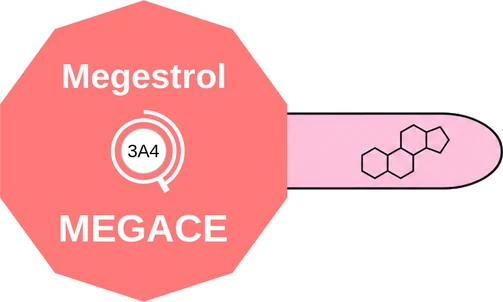 Megestrol ballicule — decagon mechanism diagram