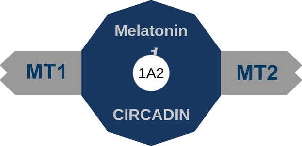 Melatonin ballicule: receptor binding, kinetics and half-life diagram