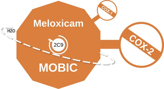 Meloxicam ballicule: receptor binding, kinetics and half-life diagram