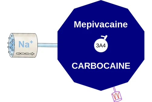 Mepivacaine ballicule — decagon mechanism diagram