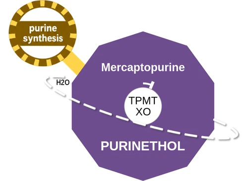 Mercaptopurine ballicule — decagon mechanism diagram