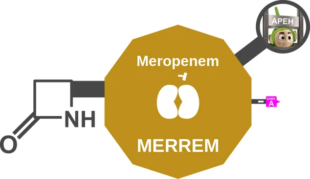 Meropenem ballicule: receptor binding, kinetics and half-life diagram